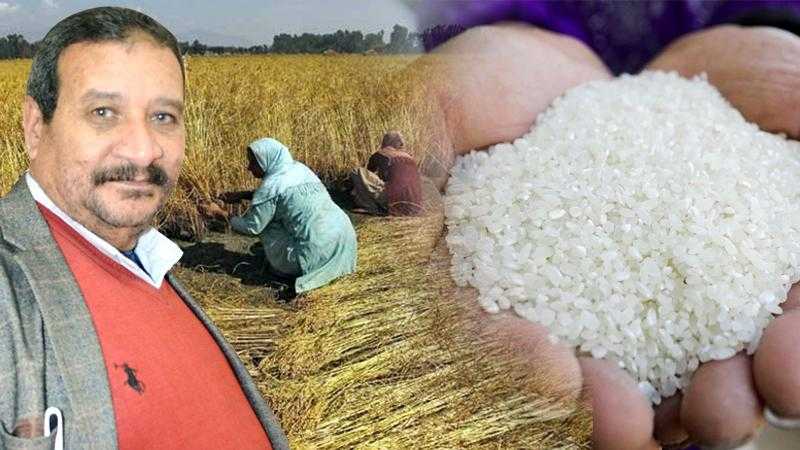نقيب فلاحين الغربية : استمرار تراجع أسعار الأرز بالأسواق بسبب بدء موسم الحصاد
