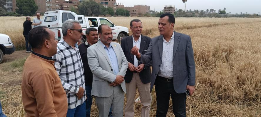 بالصور :بدء موسم حصاد قمح الثانويه الزراعية بسوهاج