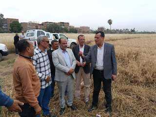 بالصور :بدء موسم حصاد قمح الثانويه الزراعية بسوهاج