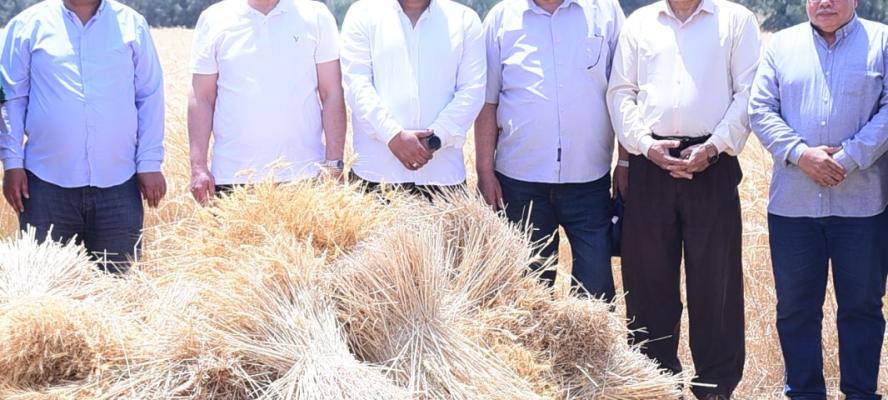 جامعة سوهاج تبدء موسم حصاد الذهب الأصفر